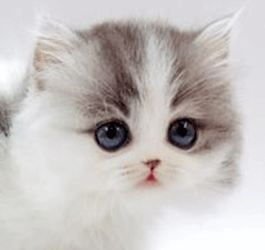 s1.gif
