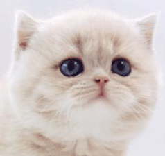 bbbb2.gif