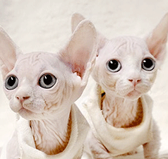 bam2.gif