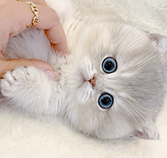 633.gif