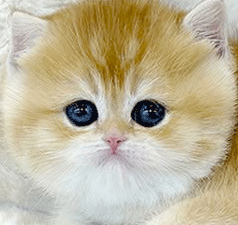 11222.gif