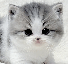 9696.gif
