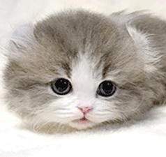 ml1.gif
