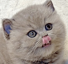 r1.gif