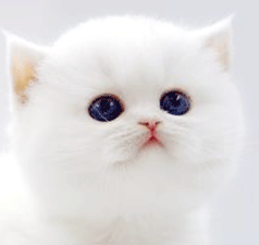 44.gif