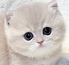 yy11.gif