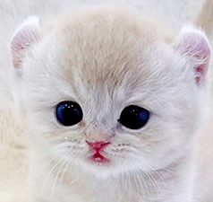 c2.gif