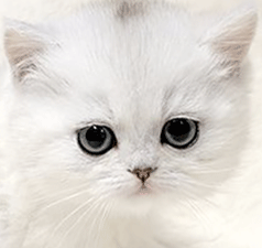 11.gif