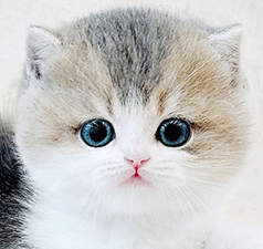 h2.gif