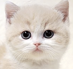 97977.gif
