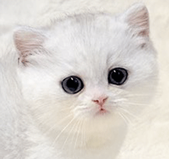 bn2.gif