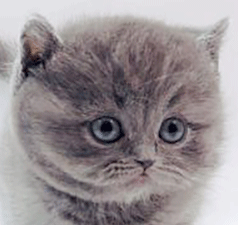 222.gif