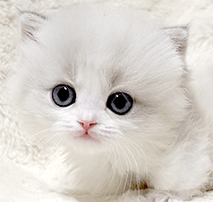 nn2.gif