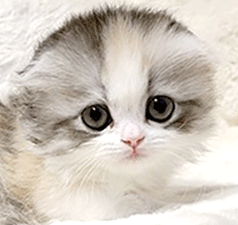 kk1.gif