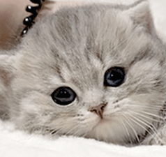 11.gif
