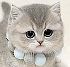 222.gif