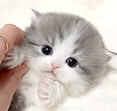 na2.gif