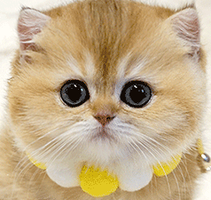 l2.gif
