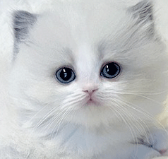 4343.gif