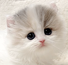 5555.gif