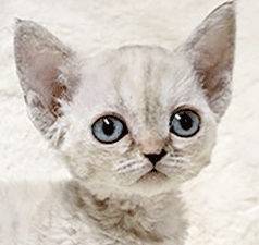 ooo1.gif