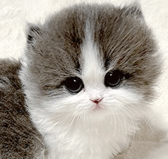 3131.gif