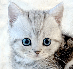 p1.gif