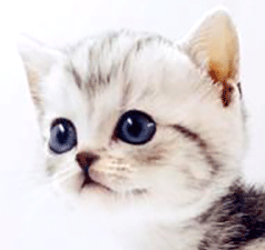 mm1.gif