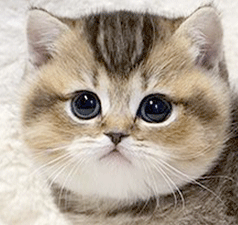e2.gif