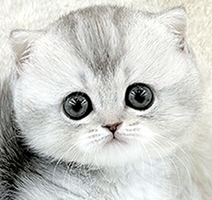 8282.gif