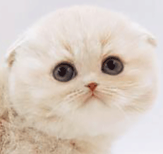 ee1.gif