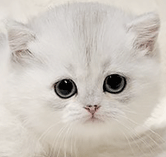 333.gif
