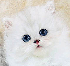 7977.gif