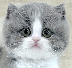 r1.gif