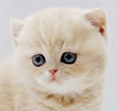 77.gif