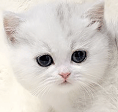 87877.gif