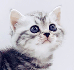qq2.gif