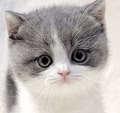 8888.gif