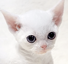 da3.gif