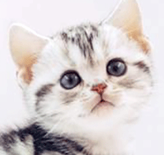 1111.gif