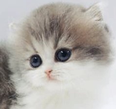rrr1.gif