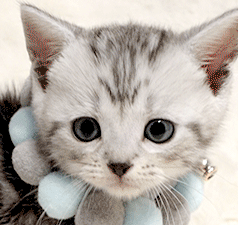 q2q2.gif