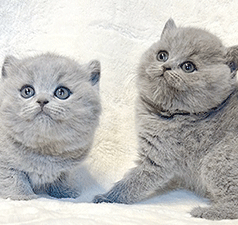 qq1.gif
