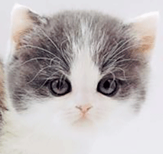 d2.gif