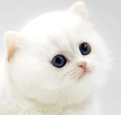 313.gif