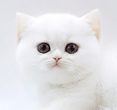 ddd1.gif