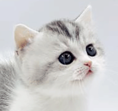 m2.gif
