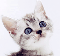 am2.gif