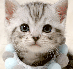 1212.gif