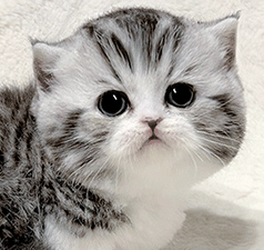 785.gif